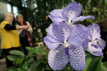 Prográmese y disfrute en familia de la Exposición de Orquídeas. Hoy se realizó el juzgamiento de las flores y a partir de mañana el evento tendrá acceso al público.